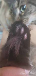 Tu są zdjęcia łapek i...