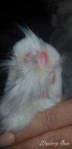 Tu są zdjęcia łapek i...