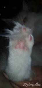 Tu są zdjęcia łapek i...