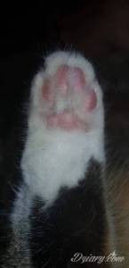 Tu są zdjęcia łapek i...