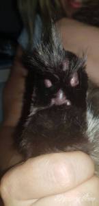 Tu są zdjęcia łapek i...