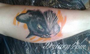 Zdjęcie mojego ukochanego kota wykonane...