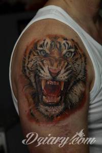 Tatuaże Szukam wzoru Podrzucam kilka tygrysów.