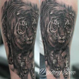 Tatuaże Szukam wzoru Podrzucam kilka tygrysów.