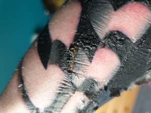 Zaoranie, infekcja , czy wszystko ok ?