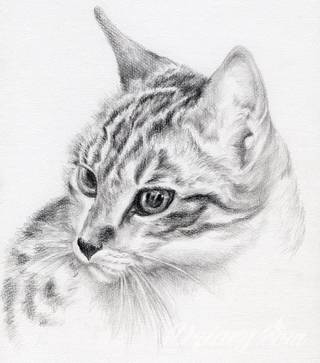 Kocie tatuaże to nie tylko duże projekty sympatycznych milusińskich. Tatuaże z kotami to również małe projekty, które dyskretnie ozdabiają miejsca częściowo zakryte - fragmenty uszy czy obręcz barkową.