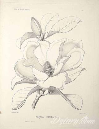 Niesamowite w swojej formie tatuaże-rękawy zajmują cała powierzchnię ramiona i przedramiona. Tworzą jednolitą zdobiącą ciało całość. Taki graficzny rękaw na skórze to tatuaż szczególnie ciekawy w przypadku aktywnych, silnych mężczyzn. 