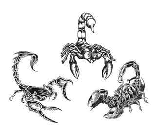 Tatuaże ze skorpionami są drapieżne, groźne, wizualnie niepokojące. Podkreślają mocne, męskie ciało, choć coraz chętniej z motywów skropiona korzystają również kobiety. Tatuaże zwracają uwagę bogatą kolekcją motywów - skorpion przybiera na nich różnorodną formę. 