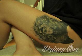 Wilk na tatuażu kojarzy się z niebezpieczeństwem. Starannie nakreślony pysk drapieżników, na ciele staje się konkretnym symbolem. Duże możliwości daje zastosowanie wilczych tatuaży na różnych fragmentach ciała. 