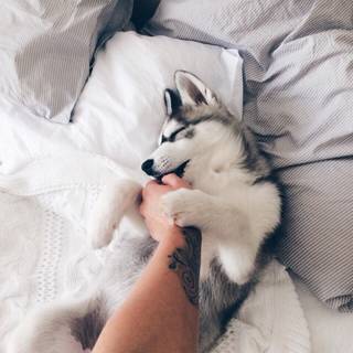 husky lozko pies piesel poranek posciel przedramie reka slodkie
