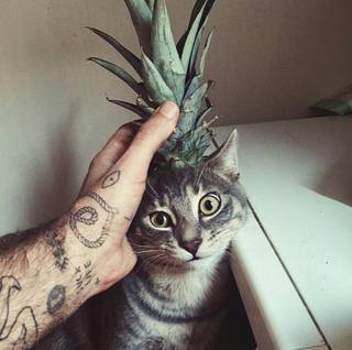 Kot z ananasem na dobry początek