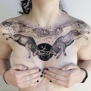 Walka jeleni. Autor: Pony Reinhardt